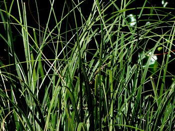 Pampasgras in het donker