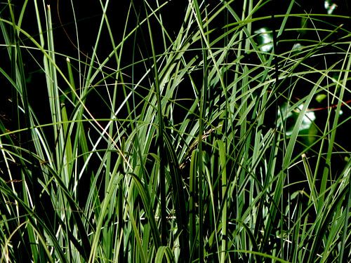 L'herbe de la pampa dans l'obscurité