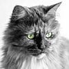 Maine Coon Katze schwarz-weiß von Jaco Verheul
