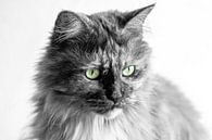 Maine Coon cat black and white by Jaco Verheul thumbnail