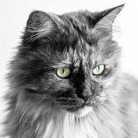 Maine Coon cat black and white by Jaco Verheul