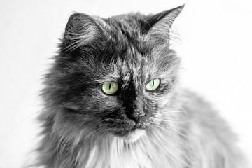 Maine Coon Katze schwarz-weiß