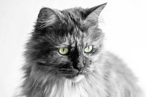 Maine Coon poes zwart wit