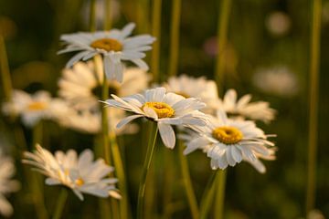Blumenwiese von Cheyenne Bevers Fotografie