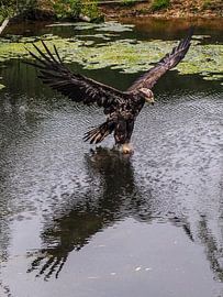 Jeune pygargue à queue blanche d'Amérique sur Loek Lobel