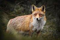 Le renard dans les dunes d'approvisionnement en eau d'Amsterdam