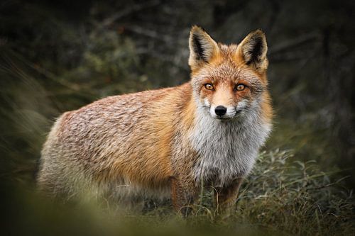Le renard dans les dunes d'approvisionnement en eau d'Amsterdam