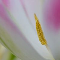 detail bloem