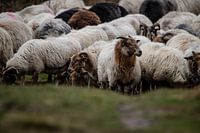 Sheep flock on the Dwingelderveld