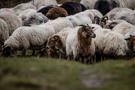 Sheep flock on the Dwingelderveld by Lucy van de Beek