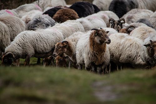 Sheep flock on the Dwingelderveld