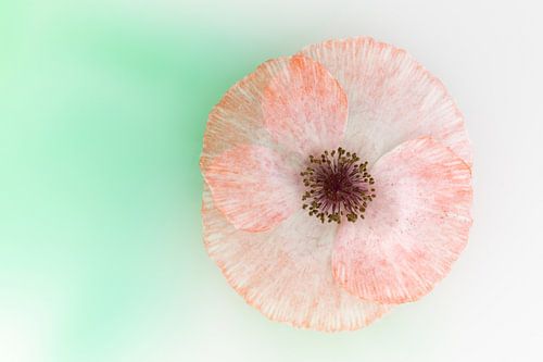 Coquelicot rose pâle sur fond blanc et vert