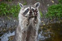 Raccoon asks for food