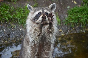 Raccoon asks for food