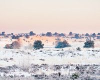 Veluwe shrouded in white