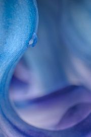 The wavy forms of a flower by Marjolijn van den Berg