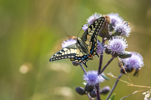 A Queen butterfly drinking on a thistle (2)