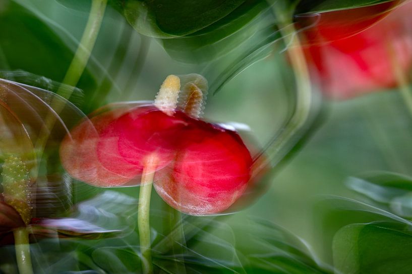 Flamingo flower Anthurium by Tibor Nagy
