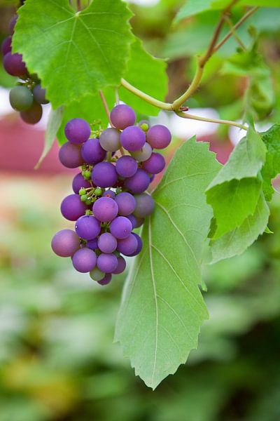 Grapes by Bo Valentino