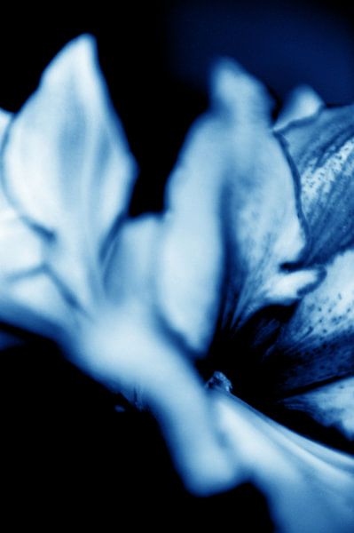 Amaryllis 14 - Traum von Mariska van Vondelen