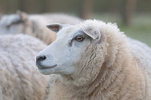 Neerijnen partie 2