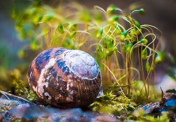 macro tadpole moss with snail shell by Frank Ketelaar