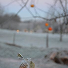 winter op het platteland van Fraukje Vonk