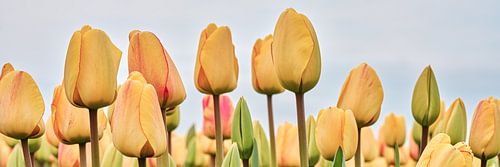 die Farbe Gelb wie eine blühende Tulpe