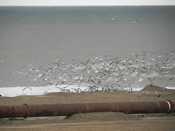 Vogels langs de kust tijdens zand opspuiten van het strand van Ingrid Van Maurik