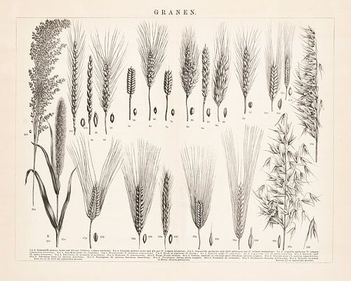 Antieke afbeelding met granen