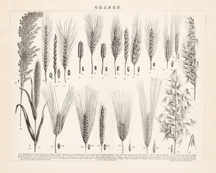 Antikes Bild mit Müsli von Studio Wunderkammer