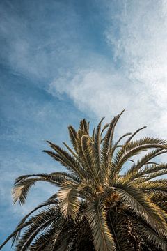 Rustgevende Palmtoppen onder de Blauwe Hemel van Femke Ketelaar