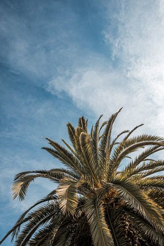 Rustgevende Palmtoppen onder de Blauwe Hemel