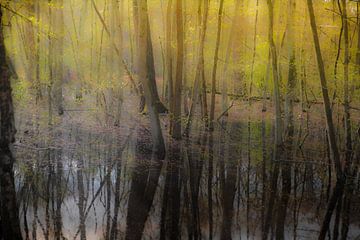 Bos in het ochtendlicht van Maarten Visser