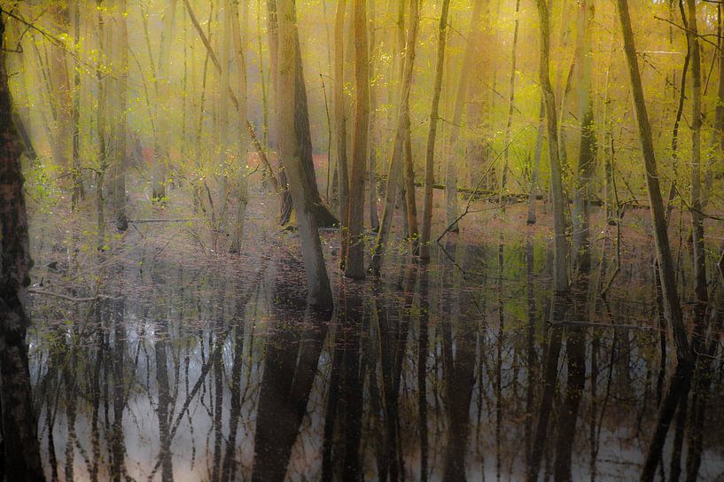 Wald im Morgenlicht von Maarten Visser