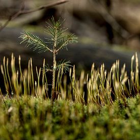 Dans la forêt sur Dirk Herdramm