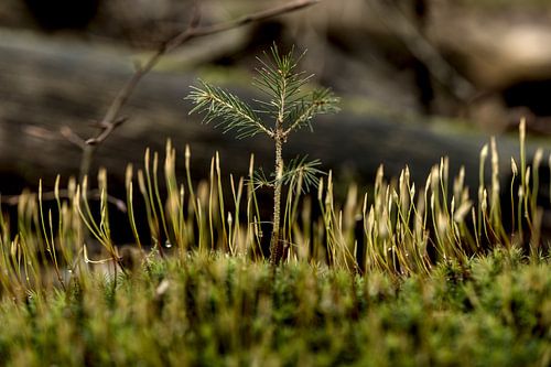 Im Walde von Dirk Herdramm