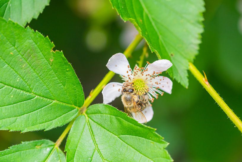 des fleurs, des abeilles et de nombreuses autres petites créatures par Matthias Korn