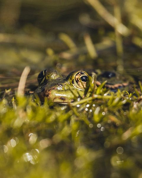 Frog by Robbert Krol