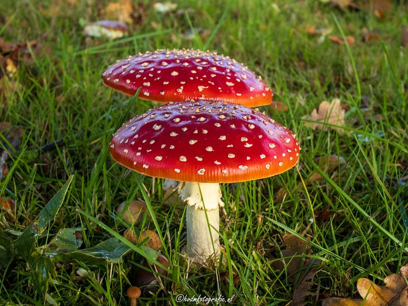 Mushrooms by Hilbrand van der Meulen