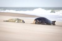 Zeehond met pup op het Noordzee strand