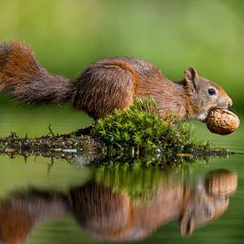 Squirrel with nut by Apple Brenner