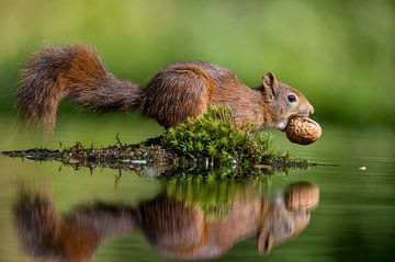 Squirrel with nut by Apple Brenner