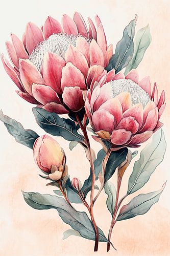 Proteas in Pink no.1