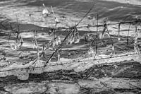Ice on barbed wire