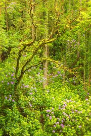Rhododendrons - Killarney (Irlande)