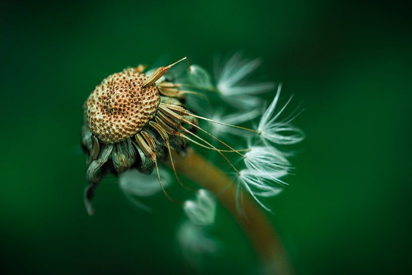 Paardenbloem in verval  van Lily Ploeg