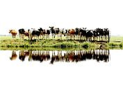 koeien op een rij van Annemieke van der Wiel thumbnail