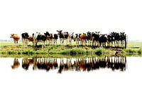 cows in a row