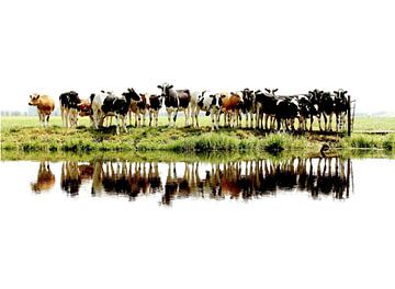 koeien op een rij